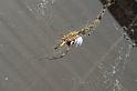 Nephila_edulis_D3696_Z_85_Hamelin pool_Australie